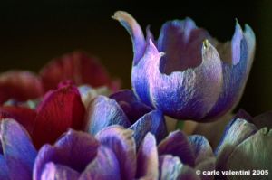 anemone13