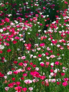 anemoni1_040613