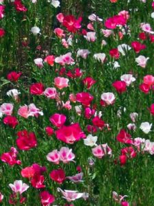 anemoni2_040613