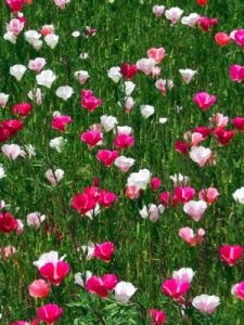 anemoni3_040613