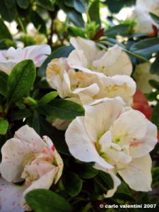 azalea03