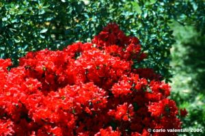 azalea1