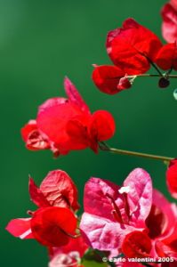 bouganvillea1