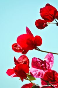 bouganvillea2
