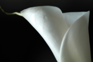 calla01