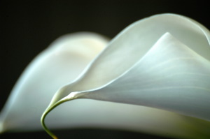 calla03