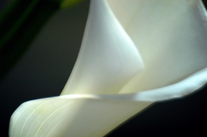 calla05