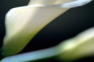 calla06