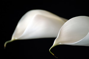 calla07