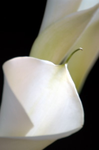 calla10