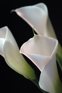 calla15