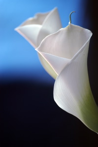 calla20