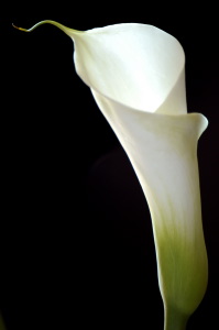 calla21