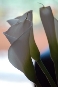 calla23
