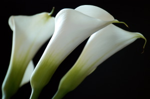 calla24