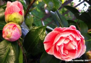 camelie06