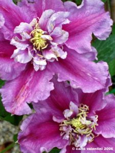 clematis_piilu2