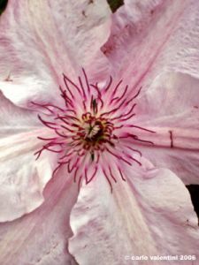 clematis_pink_fantasy