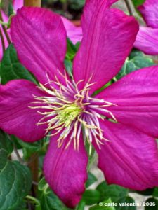 clematis_ville_de_lyon