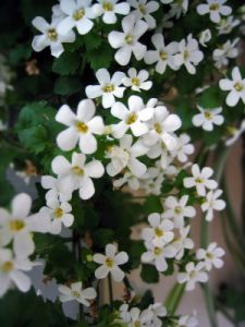 fiorellini1_040511