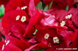 fiori_bouganvillea1