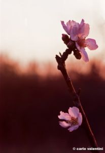 fiori_pesco890311b69