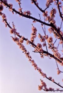 fiori_pesco890311g69