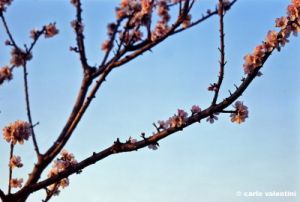 fiori_pesco890311h69