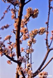 fiori_pesco890311i69