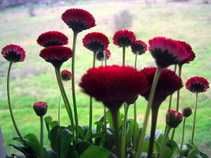 fiori_pratoline01