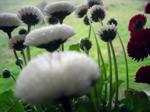 fiori_pratoline03