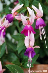 fiori_viola2