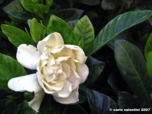 gardenia02