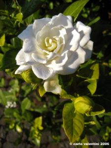 gardenia1