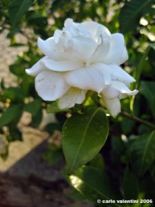 gardenia4