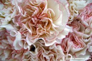 garofani3