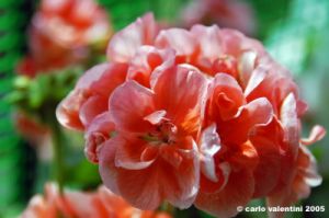 geranio1_050522