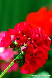 geranio4_050427