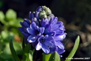 giacinto02_071108