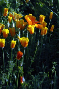giardino_dell_iris2