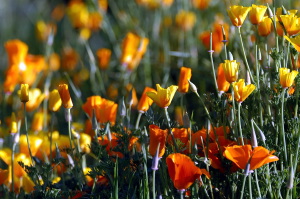 giardino_dell_iris3