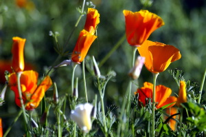 giardino_dell_iris4