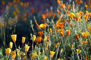 giardino_dell_iris5