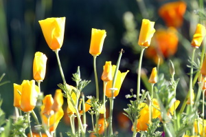 giardino_dell_iris5