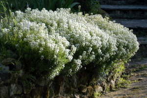 giardino_dell_iris7