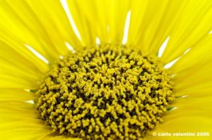 girasole02