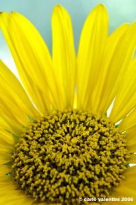 girasole03