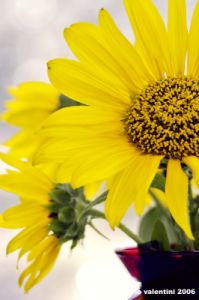 girasole08