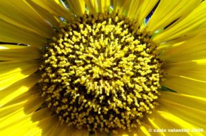 girasole12