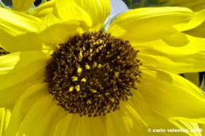 girasole13